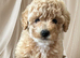 Poochon girl pups