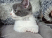 6 kittens looking for there new homes