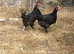 Breeding Group Hybrid Marans
