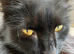 Black part Bred Maine Coon