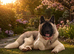 Beautiful American Akita pup