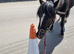 4yo 11.2hh Dartmoor Gelding