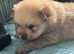 Two beautiful Pomeranian puppies