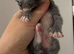 All kittens now reserved