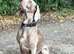 Beautiful Weimaraner boy