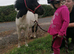 9hh piebald shetland gelding