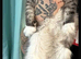 Beautiful full bread Maine coon kittens 7