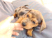 **Reduced*"Miniature dachshund mixed with Patterdale