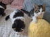 British Shorthair kittens cross
