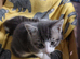 3 beautiful kittens