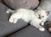 Pure Ragdolls