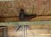 Pigeons for sale