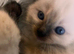 Pure Ragdoll kittens ready for forever home