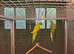 Pair mutation Ringnecks