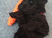 Kerry blue terrier puppies