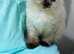 Cuddly cute Ragdoll available