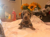 Dash hound puppie