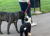 I have a 18 month old male tibetan terrier