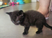 Full Sphynx Kitten &ndash; Stunning Blue Eyes