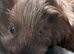 Male Guinea Pig for sale