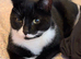 I have 3 cats looking for their forever home