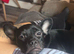 French bulldog X Patterdale