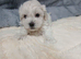 Maltipoo puppys