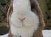 Mini lop