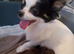 KC long coat chihuahuas
