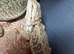 Baby beared dragons