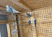 Baby budgies for sale
