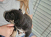 Cane corso cross bullmastiff puppies