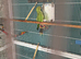Young Indian ringneck parrot and cage