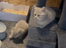 Stunning lilac/cinnamon BSH kittens ready now