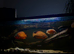 Oscar fish/community tank