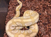 10x royal pythons different morphs