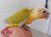 Baby Mooncheck and Suncheek conures 4-6 weeks