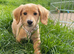 Stunning EE Red Long haired miniature dachshund puppy
