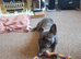 Frenchie