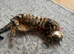 Male bengal