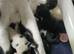 Kittens female