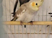 Cinnamon Cockatiel