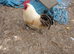 Farmyard bantam chicks