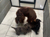 Stunning f1 Cockapoo puppies for sale