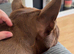 Sadie