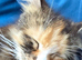Maine Coon Cross Male