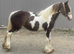 Sliver dapple and white filly