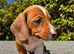 Miniature dachshund puppies. Piebald