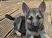 Black,Sable and white german sheherd pups