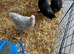 Perkin bantam chicks